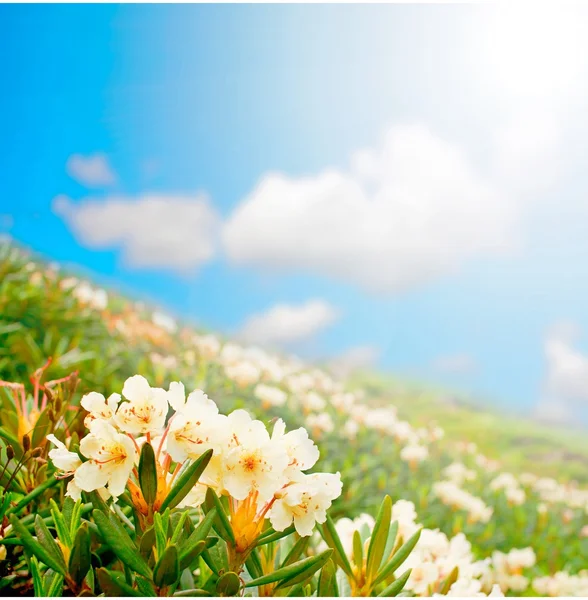 Blommor. presentkort. — Stockfoto