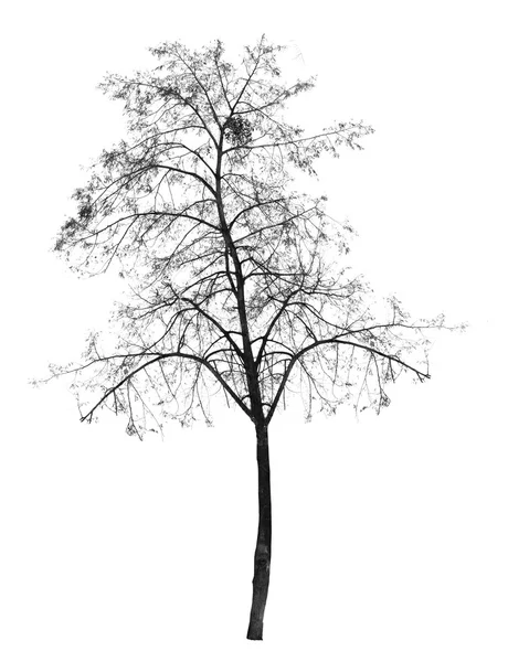 Bare tree without leaves. deciduous tree. — Stock Photo, Image