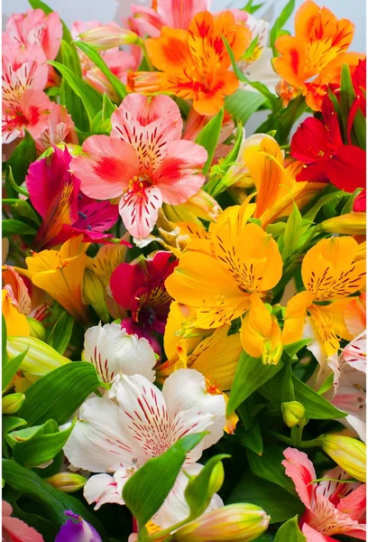 Lilium orientale Almeria. — Stock Fotó