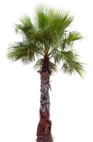 Büyük bir taç ile palmiye ağacı — Stok fotoğraf