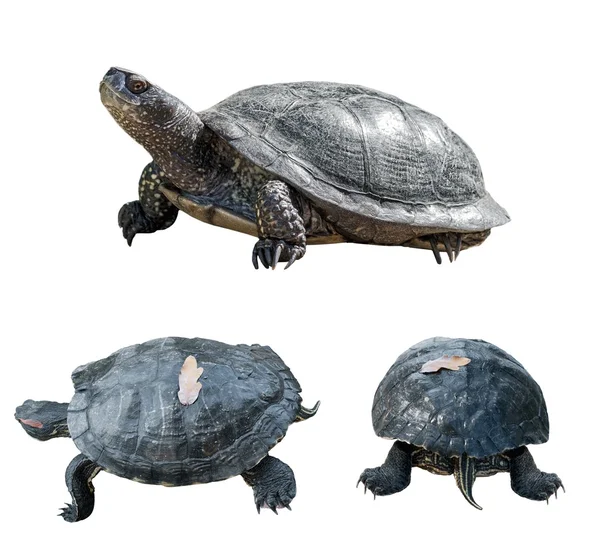Set of turtles. turtles from different sides. — Foto de Stock