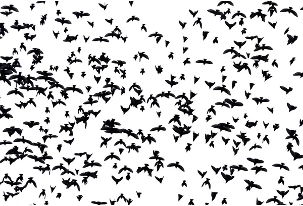 A flock of migratory birds.