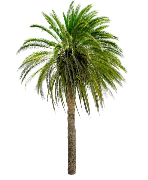 Palm tree med en stor krona Royaltyfria Stockfoton