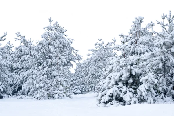 stock image Snow-covered spruce. 