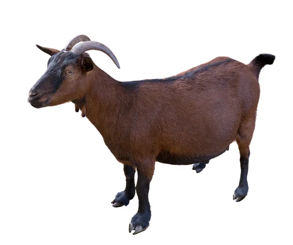 Изолированная коричневая коза — стоковое фото