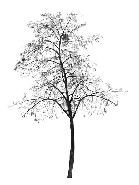 Kahler Baum ohne Blätter — Stockfoto