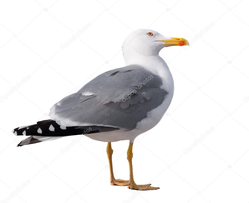 Seagull standing on his feet