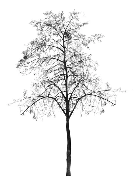 Yaprakları olmadan çıplak ağaca — Stok fotoğraf