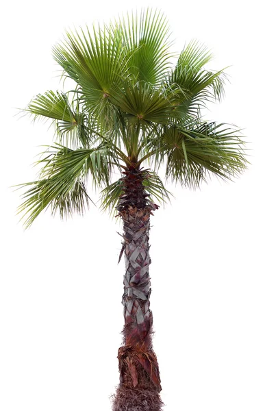 Зелений пальмових дерев — стокове фото