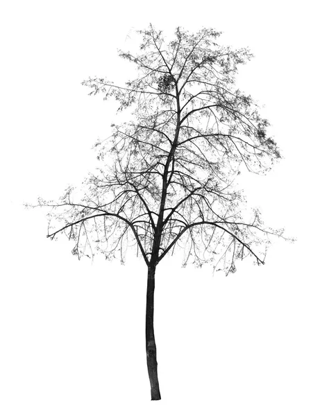 Árbol desnudo sin hojas — Foto de Stock