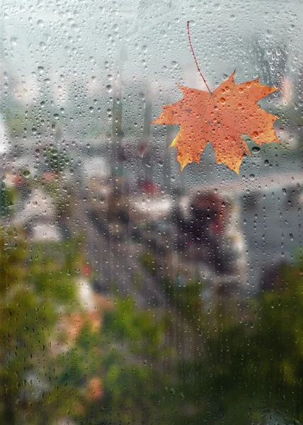 Herfst esdoornblad op venster — Stockfoto