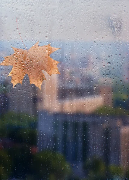 Hoja de arce de otoño en la ventana —  Fotos de Stock