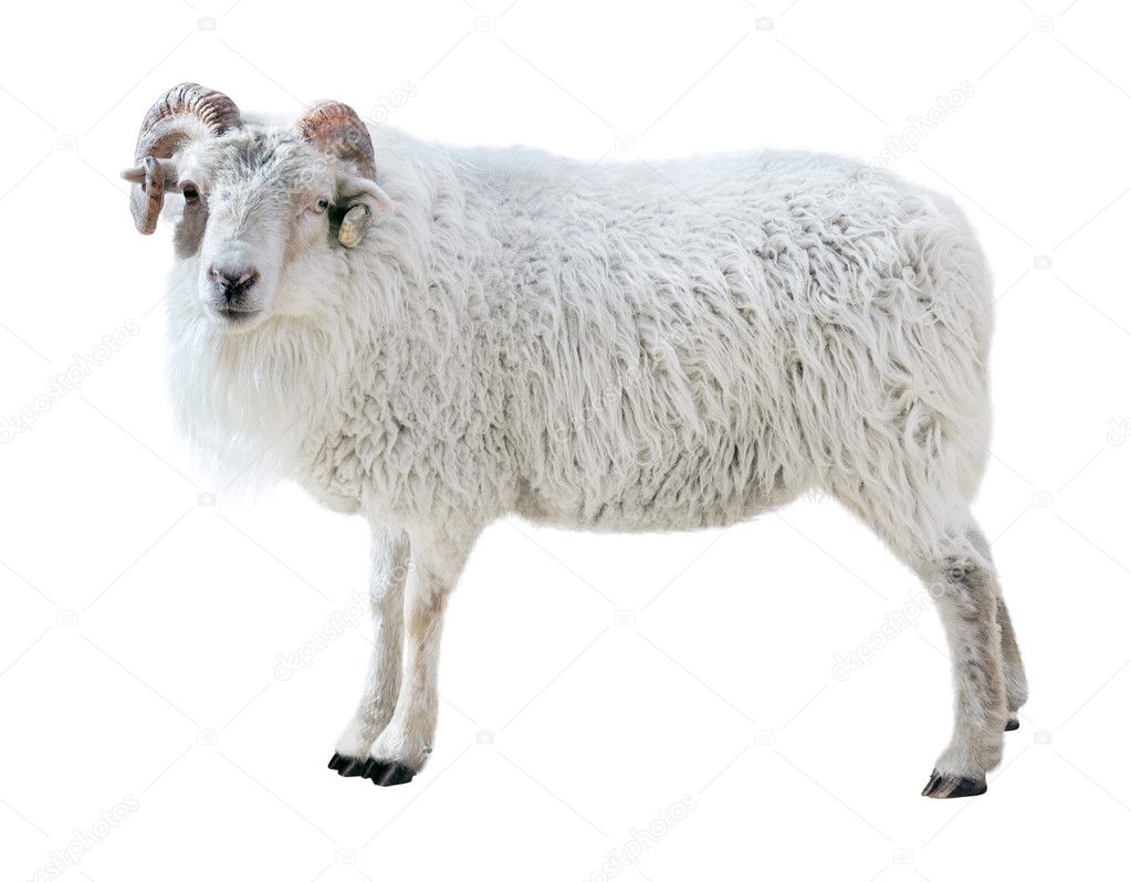 Sheep with twisted horns