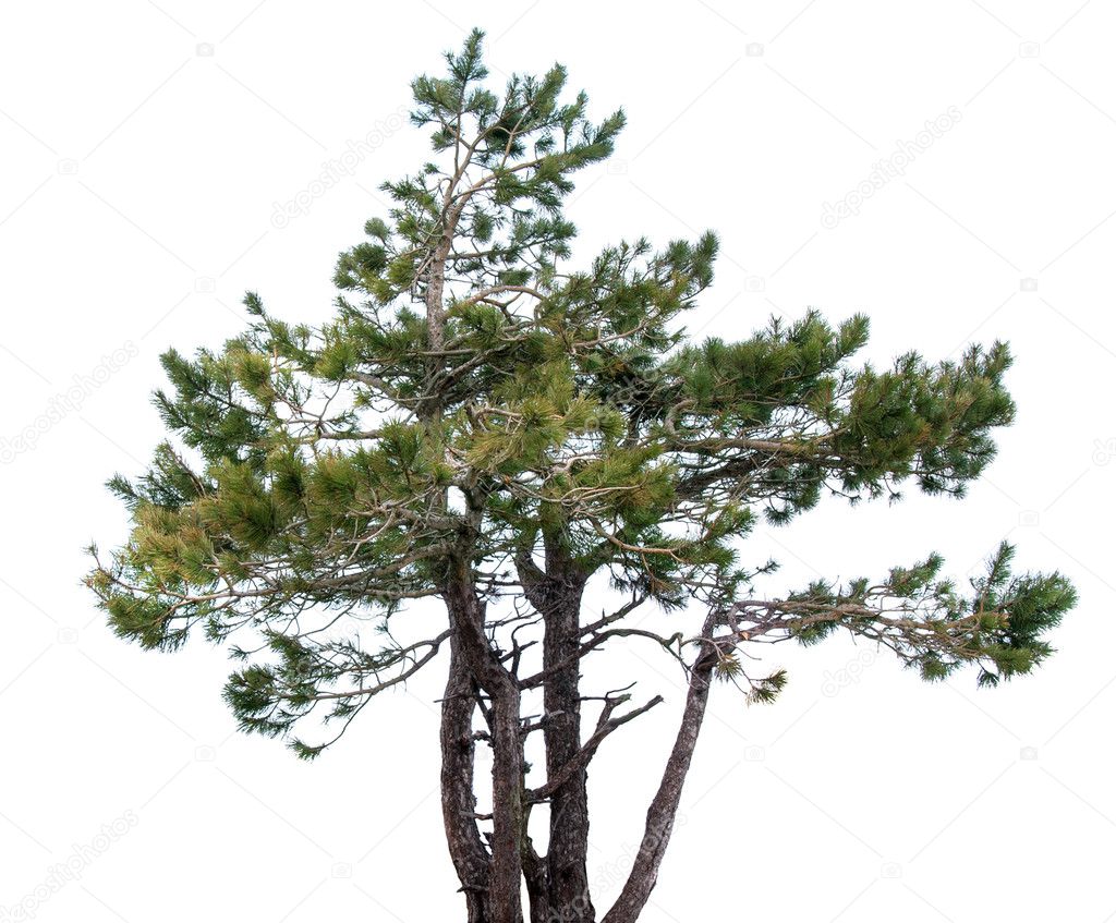 Mountain green spruce