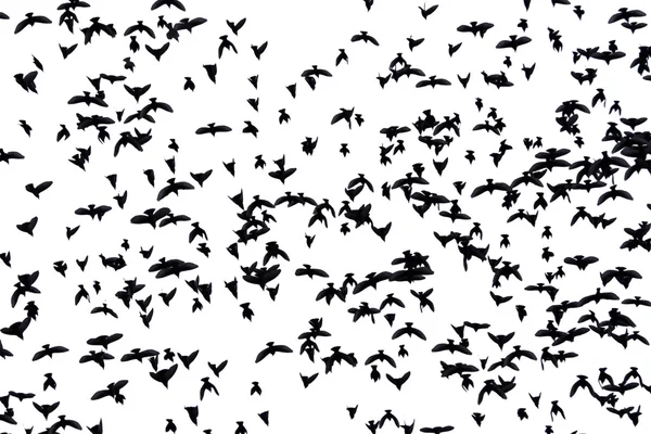 Flock of migratory birds — Stock Photo, Image