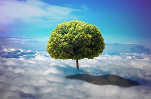 Ensamt träd växer — Stockfoto