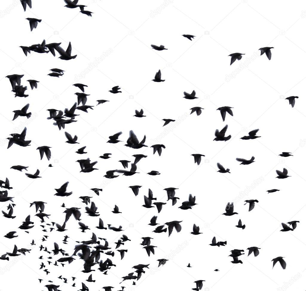 Flock of migratory birds