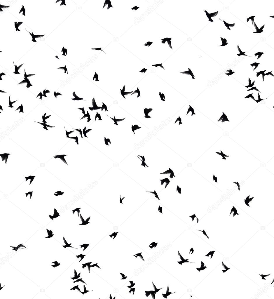 Flock of birds silhouettes