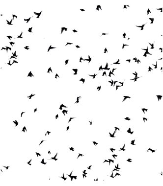 Göçmen kuşlar sürüsü. 