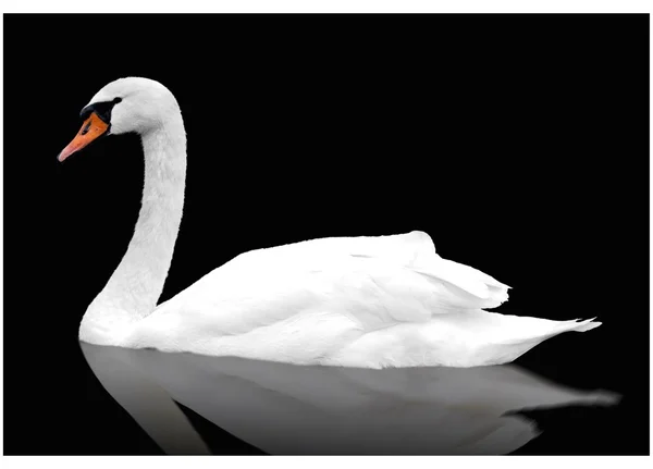 Cisne blanco flota — Foto de Stock