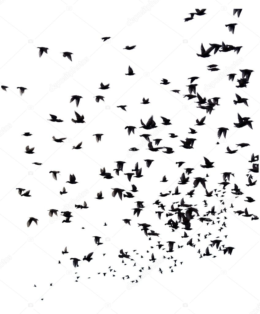 A flock of migratory birds. 
