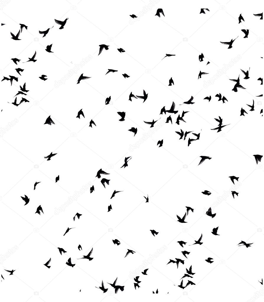 A flock of migratory birds. 