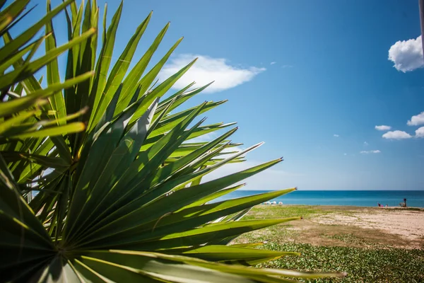 Grande Feuille Palmier Sur Plage Mer Littoral — Photo