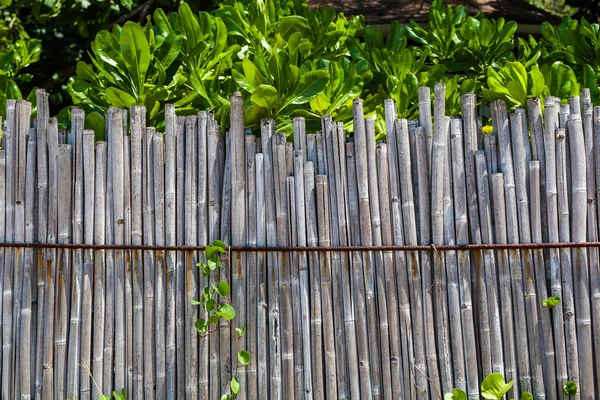 Clôture Bambou Sur Plage Tropicale Avec Des Plantes — Photo