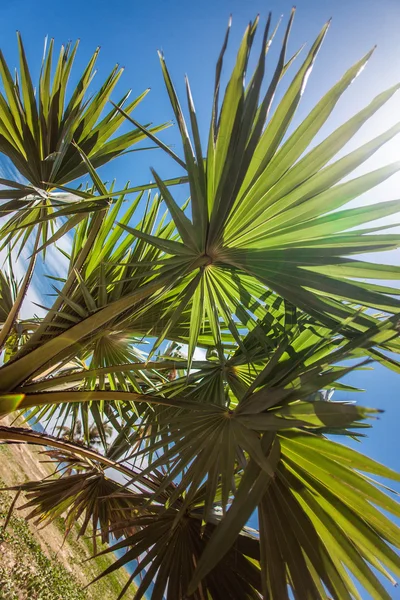Hoja de palmera grande en la playa —  Fotos de Stock