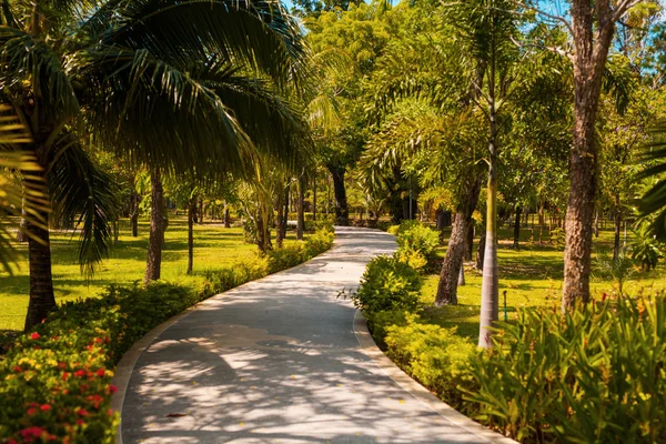 Path in the tropics — Stock Photo, Image