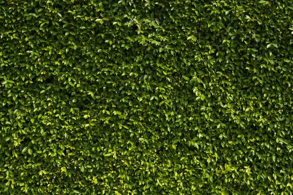 Mur des feuilles, texture végétale verte — Photo