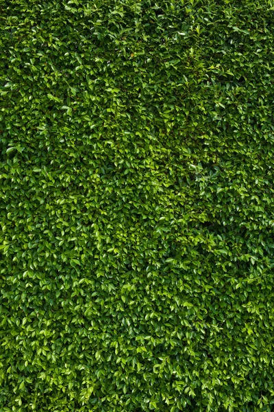 Green Bush. Seamless Texture. Stock Photo by ©tashatuvango 24970517