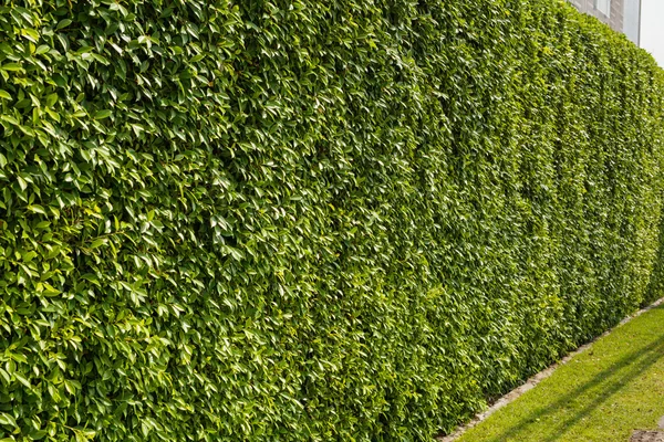 Groene blad muur, planten, gras — Stockfoto