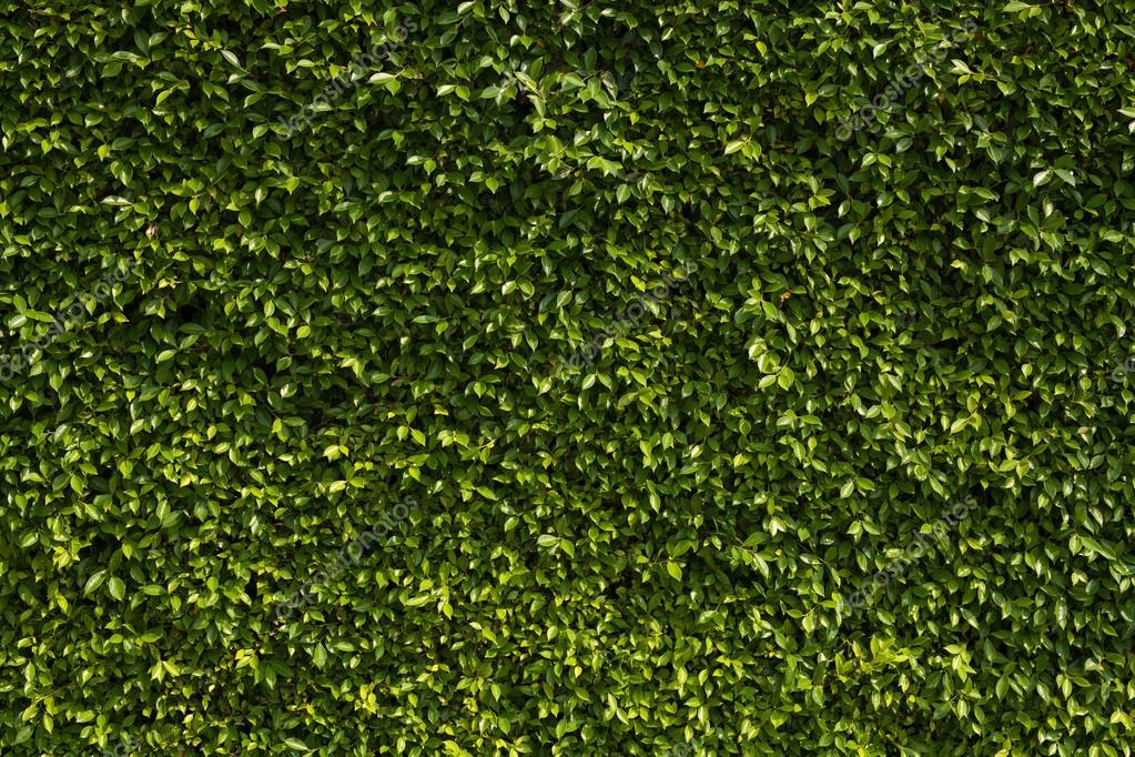 Leaf wall, green plant texture ⬇ Stock Photo, Image by © ArtRudy #109482746
