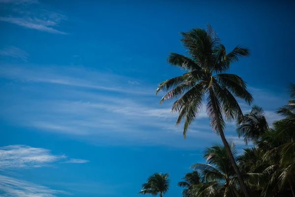 Folhas de palma — Fotografia de Stock