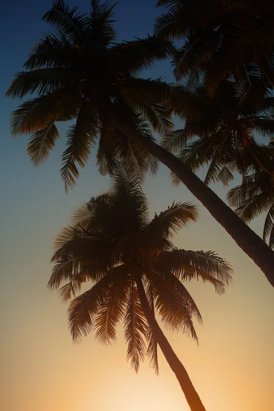 Palma ao pôr-do-sol — Fotografia de Stock