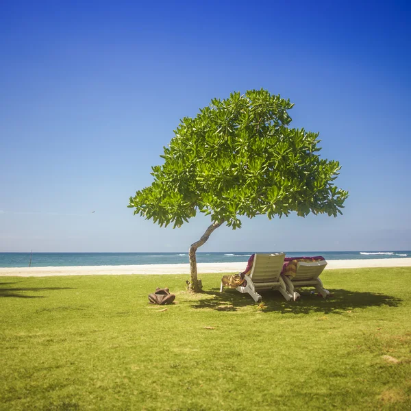 Baño de sol bajo el árbol — Foto de Stock
