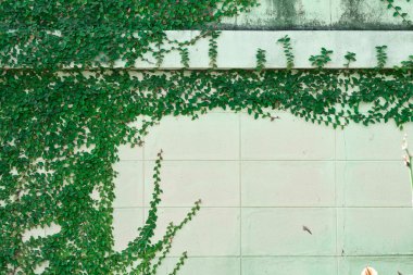 Beyaz duvar yeşil yeşillik ile