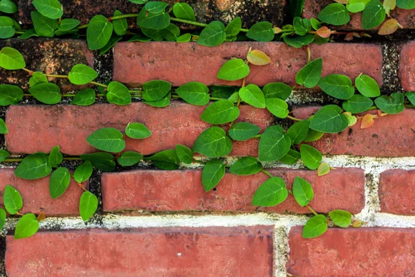 Pared de ladrillo con hojas verdes —  Fotos de Stock