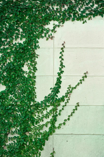 Mur blanc avec feuillage vert — Photo