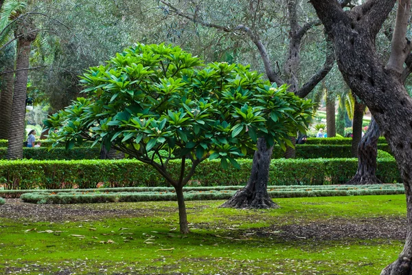 Groene boom in de tuin — Stockfoto