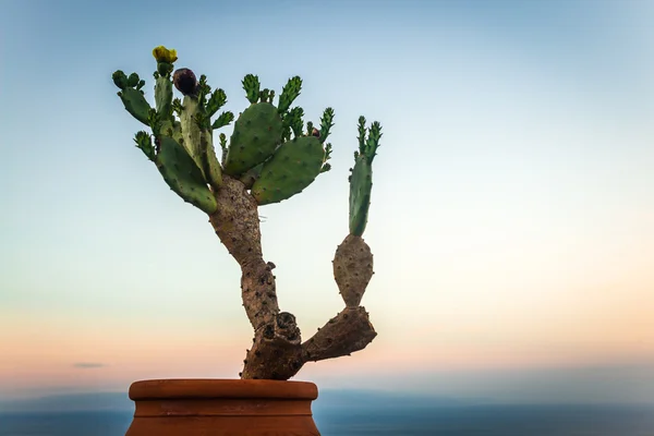 Planta de cacto siciliano — Fotografia de Stock