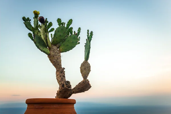 Planta de cacto siciliano — Fotografia de Stock