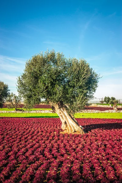 Colorful landscape in Puglia — Stock Photo, Image