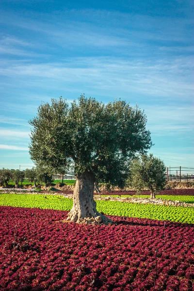 Paisaje colorido en Puglia —  Fotos de Stock