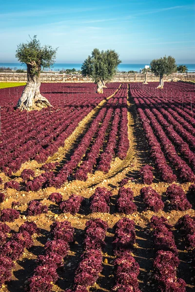 Kolorowy krajobraz w Puglia — Zdjęcie stockowe