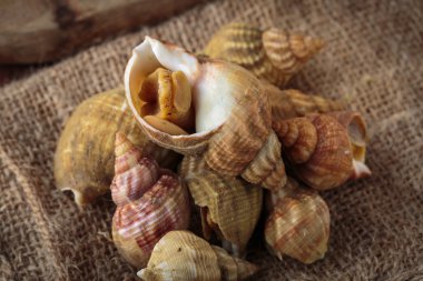 Ham taze whelks