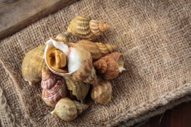 Ham taze whelks