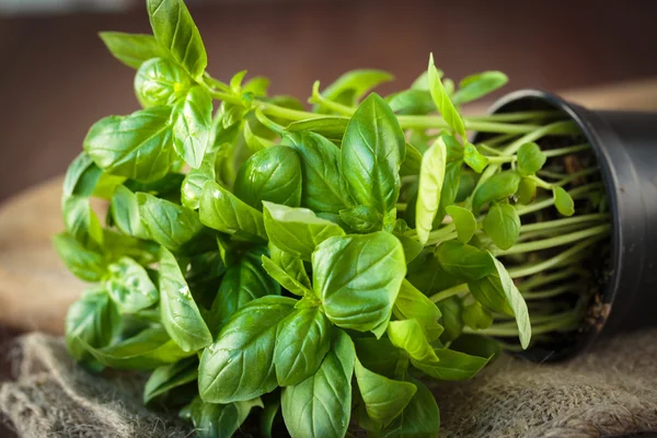 Planta de albahaca fresca —  Fotos de Stock