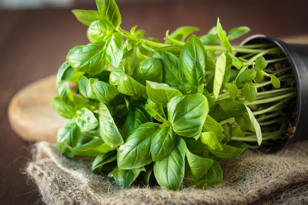 Planta de albahaca fresca —  Fotos de Stock